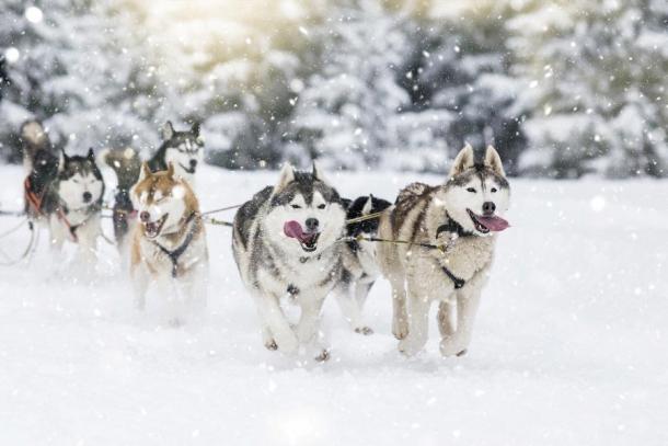 Perros de trineo árticos en acción. (Belyaaa / Adobe Stock)
