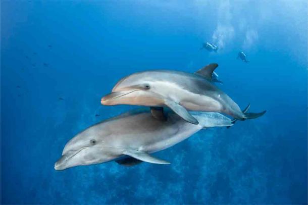 Bottlenose dolphins have been seen cooperating with humans while fishing. Tropicalens/Adobe Stock