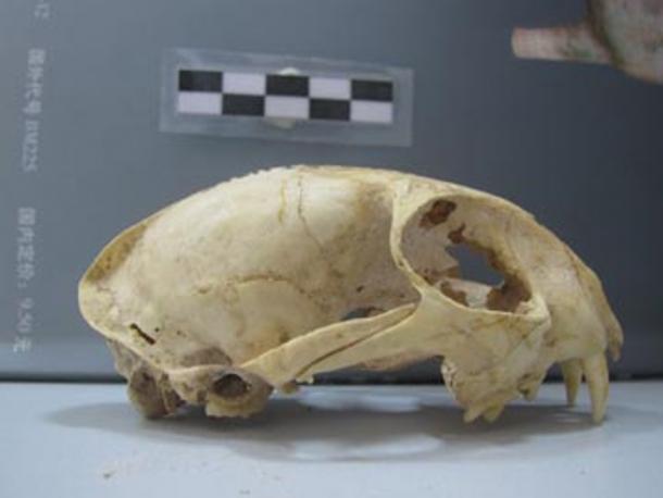 Un cráneo de gato doméstico del sitio neolítico de Wuzhuangguoliang en la provincia de Shaanxi, del 3200 al 2800 a.