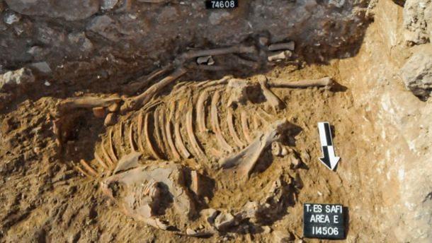 Un burro sacrificado en el ritual cananeo, encontrado in situ en Tell es-Safi (Gath). El análisis de sus dientes mostró que nació y creció en el antiguo Egipto.