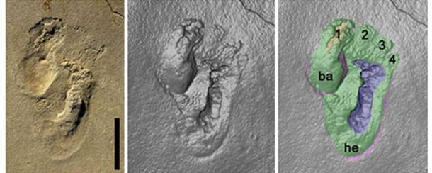 The early hominin footprints discovered on Crete. Credit: Matthew Robert Bennett