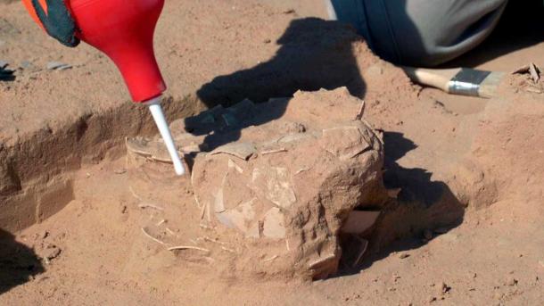 The eight crushed ostrich eggs were found near an ancient campfire, leading to the belief that they were collected as food (Israel Antiquities Authority)
