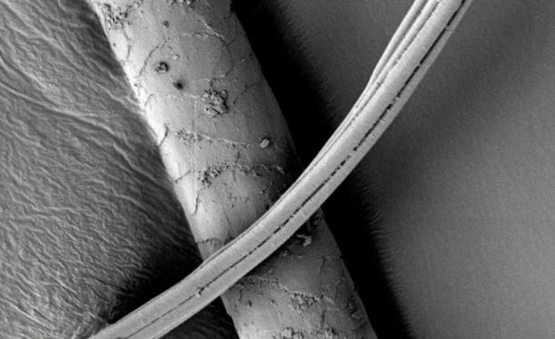 Una imagen de microscopio electrónico de posible pelo canino. (Tuija Kirkinen/Universidad de Helsinki)