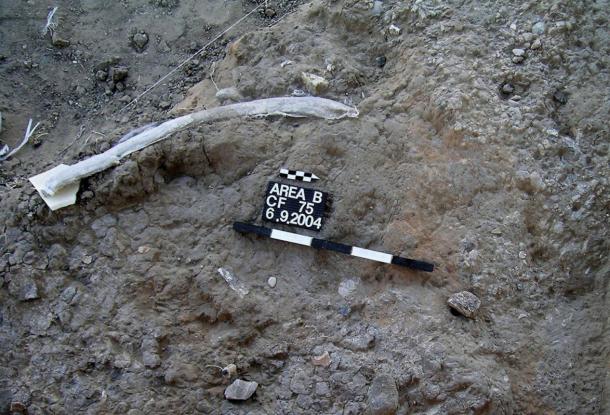 Archaeologists photographed this elephant rib bone with cut marks in situ with flint tools, including a hand ax. 