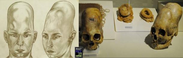 Elongated skulls from the Ica Museum in Peru