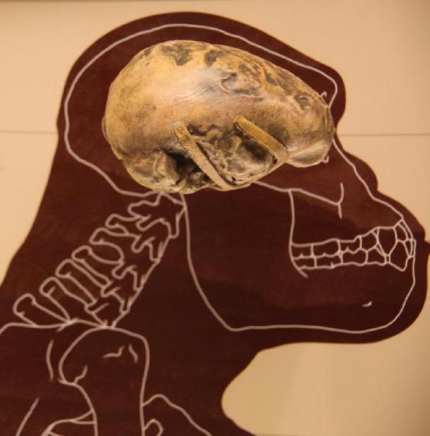 An endocast of the Australopithecus afarensis brain. (Tim Evanson / CC BY-SA 2.0)