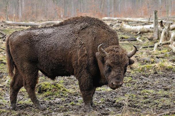 A European bison in the Wisentgehege Springe game park near Springe, Hanover, Germany. 