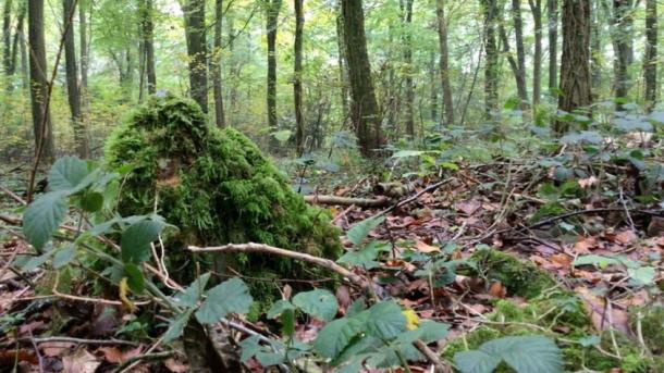The exact location of the stone circle in the Forest of Dean is a secret to ensure that it does not attract the attention of looters and illegal treasure hunters. (Hoyle)