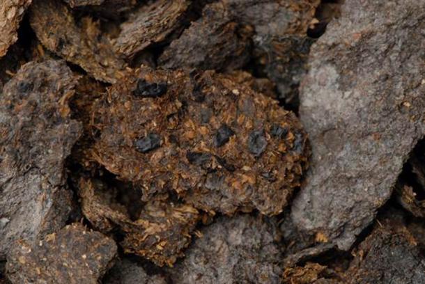 Una muestra de heces humanas de 2.600 años de antigüedad de las minas de sal de la Edad del Hierro de Hallstatt. Los granos sobrantes de frijoles, mijo y cebada se pueden ver a simple vista. (Anwora / Museo de Historia Natural de Viena)