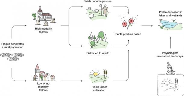 An explanation of the Big Data Palaeoecology approach used in the study to verify Black Death mortality levels. (A.I., T.N., Hans Sell and Michelle O’Reilly/ Nature Ecology & Evolution, 2022)