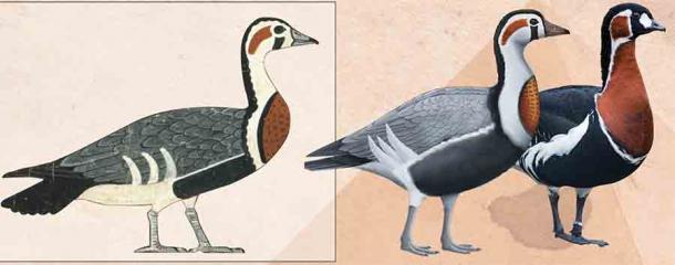 The extinct goose on the left, has been reconstructed in the central image, and is compared to the red-breasted goose on the far right. (Photo from tomb painting CK Wilkinson / Reconstruction Anthony Romilio / Modern species photo Tambako the Jaguar)