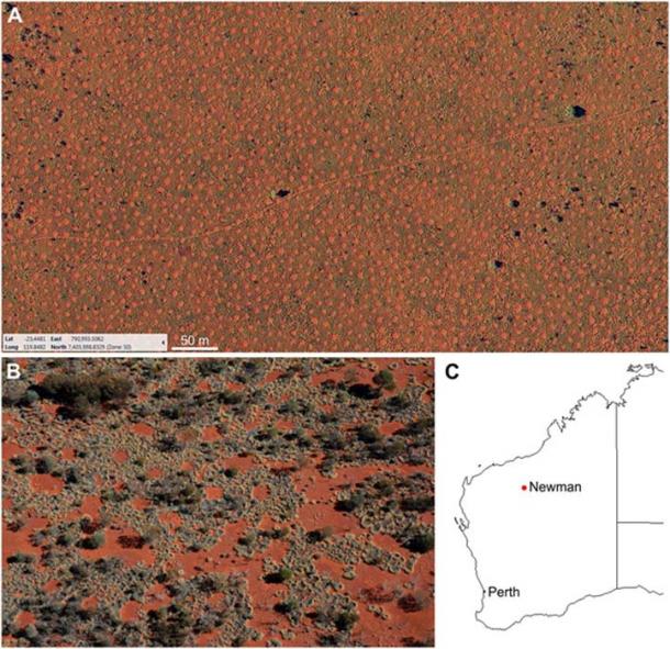 The fairy circles of Australia: (A) Aerial image of the regularly spaced gaps. (B) Self-organized formation of the gap pattern. (C) Map of Western Australia where the fairy circles can be found to the east and south of the mining town Newman.