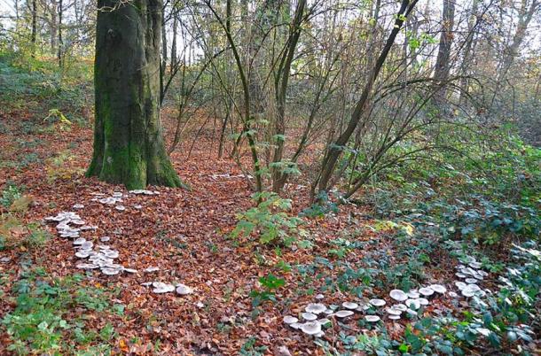 A fairy ring made from naturally growing mushrooms