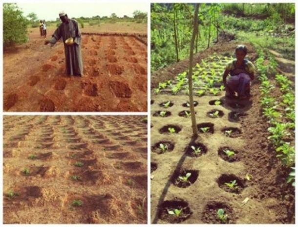 Zaï farming technique. 
