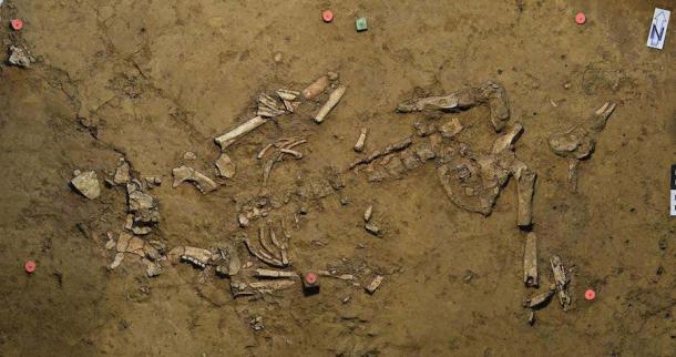 El entierro femenino de la Edad del Bronce Antiguo tal como se encuentra. El alfiler verde (arriba en el centro) marca el lugar donde se descubrió el adorno dorado en espiral junto al esqueleto. (Universidad Eberhard Karls de Tubinga)