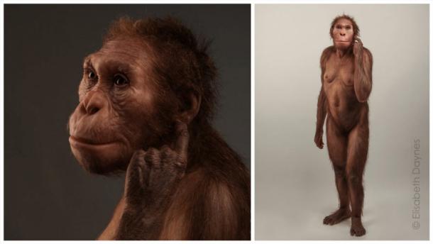 El esqueleto femenino de Australopithecus sediba se llamó 'Issa', que significa Protector en suajili. (Elisabeth Daynes / Universidad de Wits)