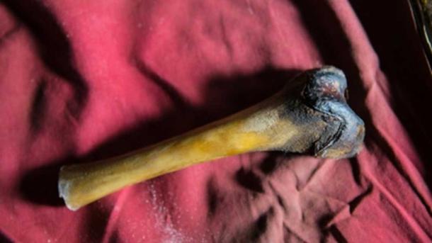A femur bone from the decayed body of a purported Yeti found in a cave in Tibet. Biologist Charlotte Lindqvist tested DNA from the bone for Icon Films'