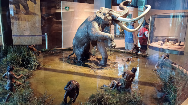 A museum reconstruction depicts Paleoindian hunters surrounding a Columbian mammoth during the Late Ice Age. Archaeological discoveries across North America suggest mammoths provided meat, fat, hides, ivory, and bone, making them among the most valuable resources for some of the continent's earliest hunter-gatherers