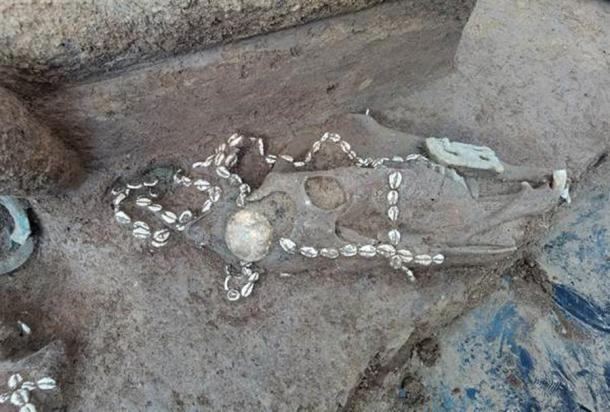 Horse buried with the dead, and decorations of shell strings at Anyang. Source: Anyang Institute of Cultural Relics and Archaeology)