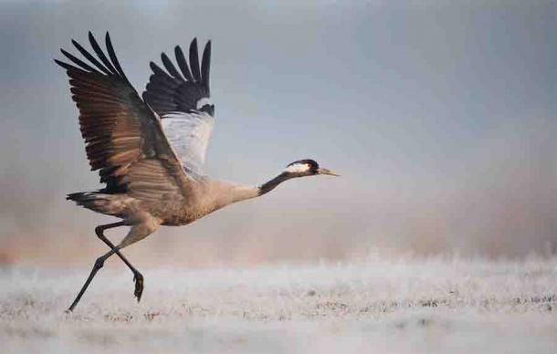 Giant Cranes Immortalized in Folklore Back In Ireland After 300 Years