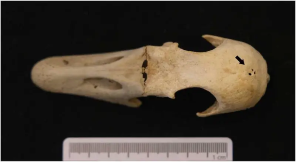 Cranium of Goose 2