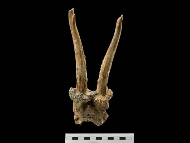 7,500-year-old roe deer skull headdress discovered at Eilsleben, Germany