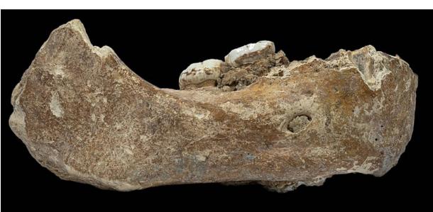 Study Shows Mysterious Denisovans Interbred with Humans Multiple Times