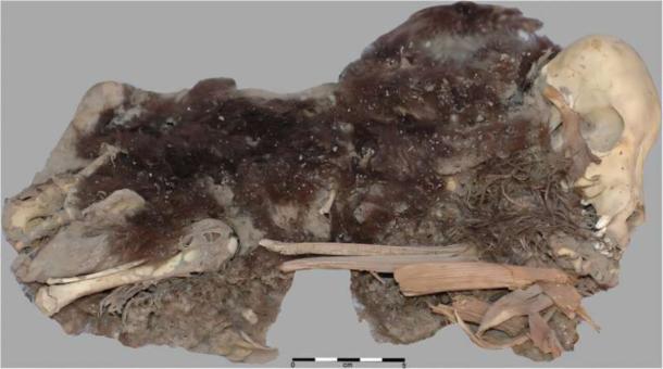 Tiwanaku Dog Mummies Reveal Early Human-Animal Bonds