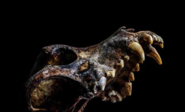 Ancient looking dog skull on black background.