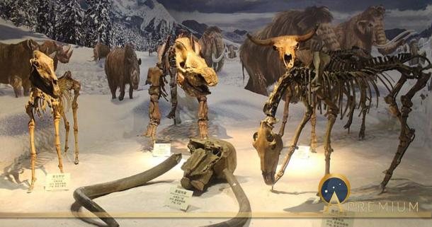 Ice Age Diorama. From left to right: Equus hemionus, Mammuthus primigenius, Coelodonta antiquitatis, Bison exiguous skeletal mounts at the Tianjin Natural History Museum. (Jonathan Chen/ CC BY-SA 4.0)