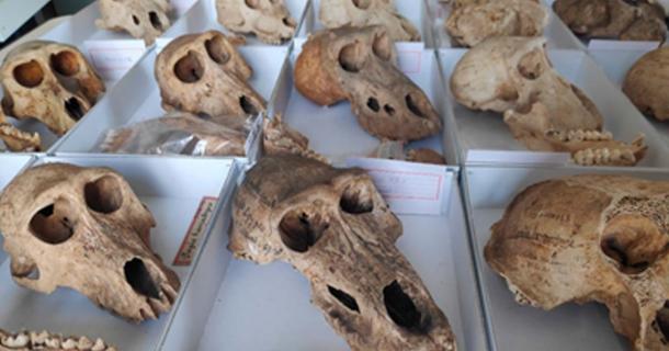 Sacred Egyptian Baboons Suffered in Captivity‚ Finds Study