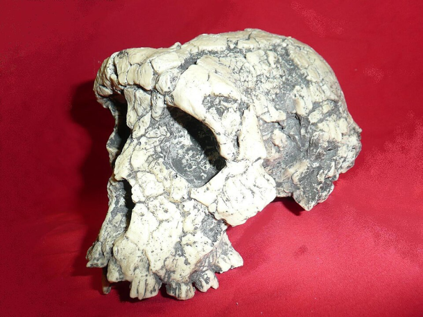 Fossil skull of Sahelanthropus tchadensis (