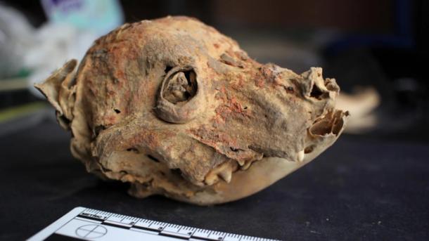 A naturally mummified dog skull painted with cinnabar from Castillo de Huarmey in Peru.