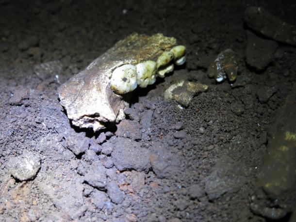 A fossil mandible of Homo naledi in Dinaledi Chamber in the Rising Star cave system
