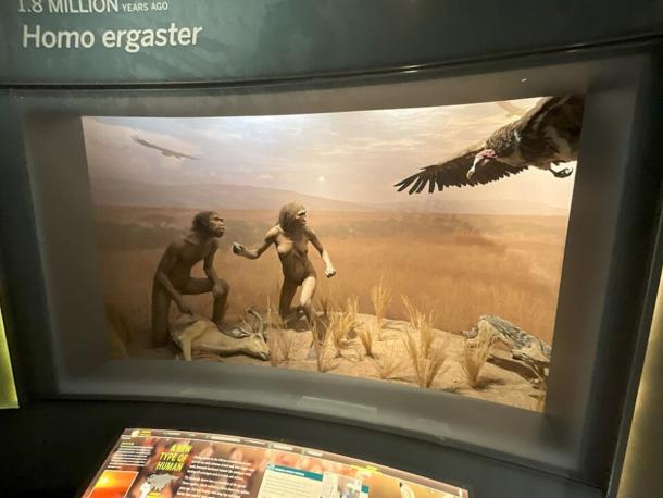 Homo ergaster Diorama at American Museum of Natural History