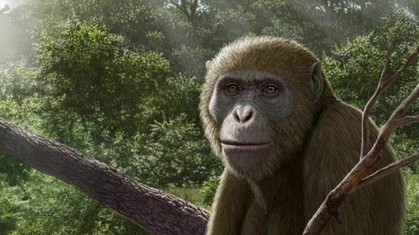 Scientists Say We’ve Been Looking in the Wrong Place for Human Origins