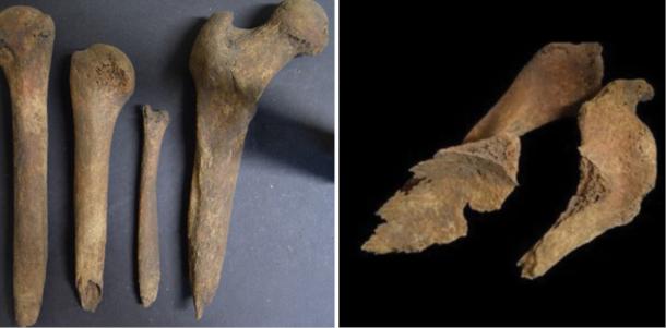 Iron Age long bones from Loch Borralie, Scotland, including femus whittled to sharp points as part of a postmortem burial ritual.