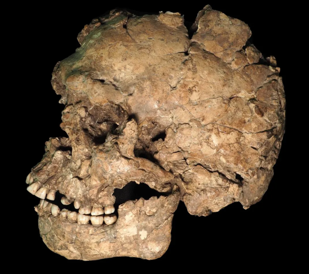  Left lateral view of the Qafzeh 25 skull from Qafzeh Cave, Israel. Researchers identified a healed sharp-force injury to the mandible, providing one of the earliest known examples of survived facial trauma in Homo sapiens