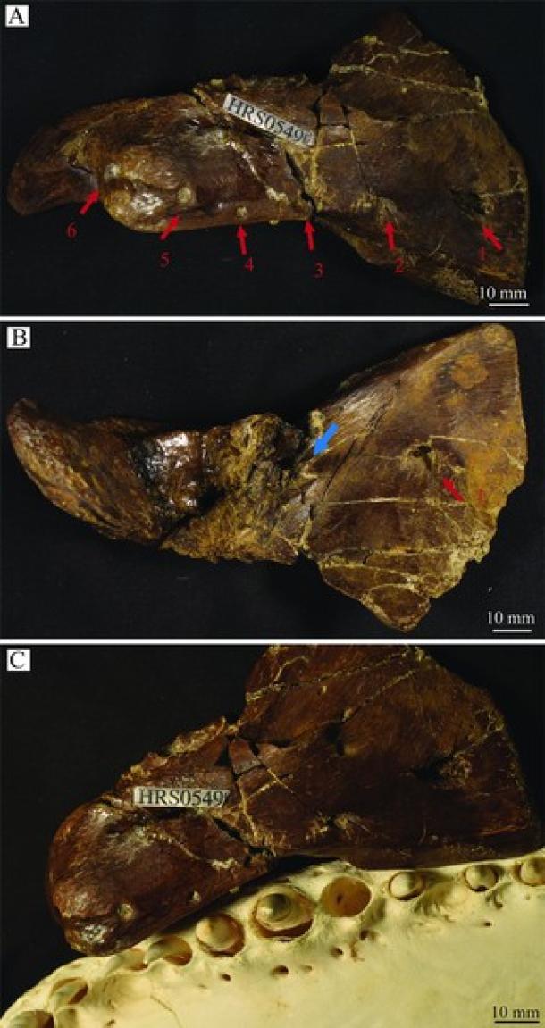 Multiple views of specimen HRS0549, an Edmontosaurus annectens neural spine from Wyoming