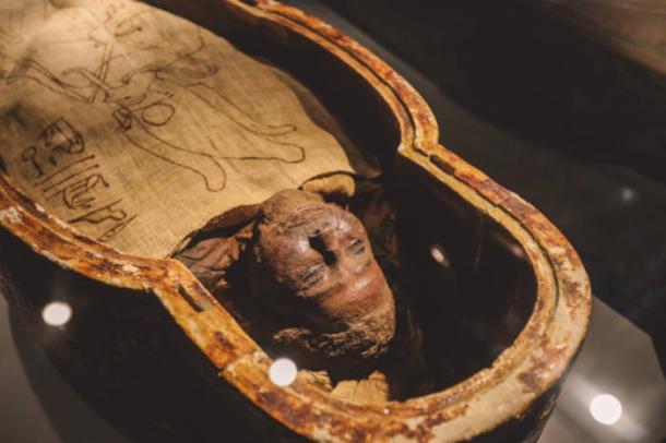 Ancient Egyptian mummies in sarcophagi.