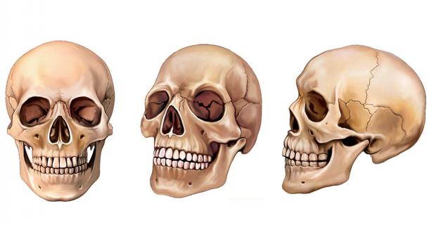 Modern Human Brains Have More Neurons Than Neanderthals (Video)