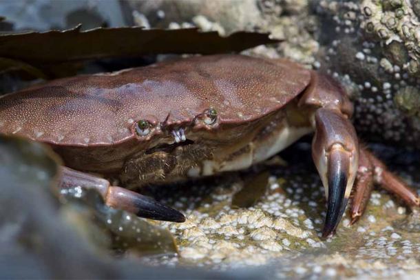 Neanderthals were eating brown crabs like this 90,000 years ago.	Source: davemhuntphoto/Adobe Stock