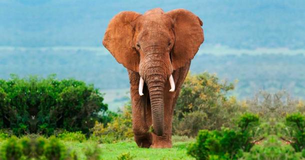 The elephants hunted by the Neanderthal groups would have been even larger than this African elephant. Source: peterfodor/Adobe Stock