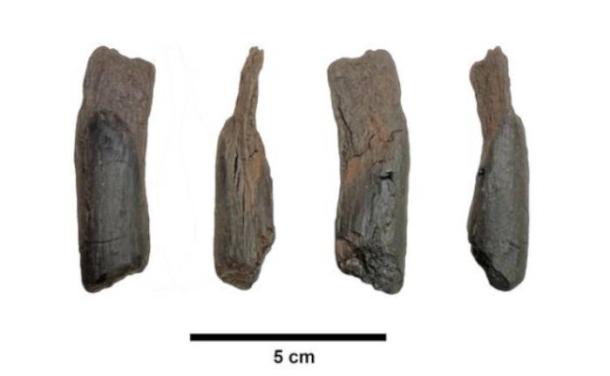 430,000-year-old wooden tool from Marathousa 1, Greece