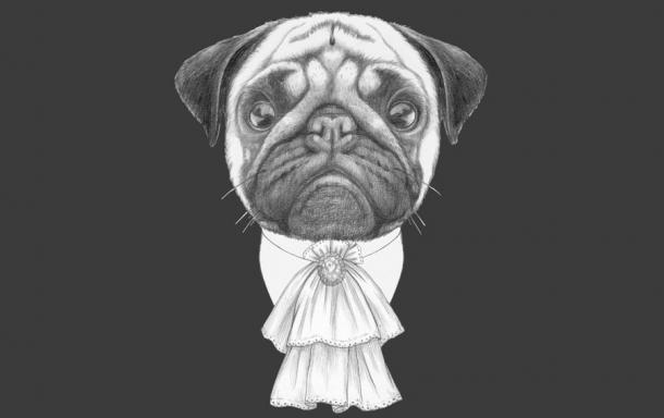 Portrait of Aristocrat Pug Dog. By viconda@gmail.com / Adobe Stock