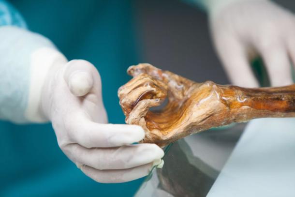 &Ouml;tzi the Iceman mummy in the South Tyrol Museum of Archaeology.