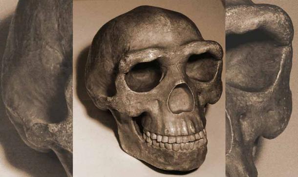 Reconstruction of the Peking man skull. Source: kevinzim / CC BY 2.0