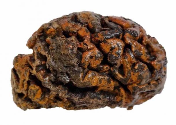 Ancient Human Brains Found Preserved Through Millennia