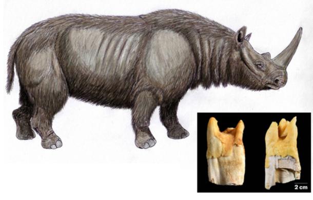 Illustration of the prehistoric narrow-nosed rhinoceros (Stephanorhinus hemitoechus), a species whose teeth were used as tools by Neanderthals. 