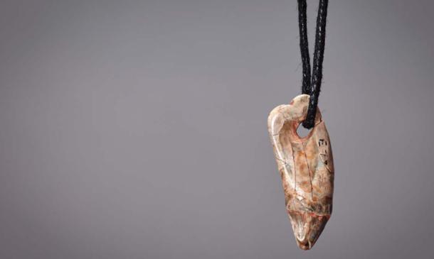 15,000-Year-Old Seal Tooth Pendant found in Kent's Cavern, Devon, UK